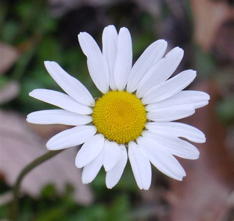 Oxeye daisy | Identify that Plant