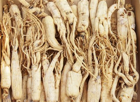 Five Great Reasons to Try Ginseng