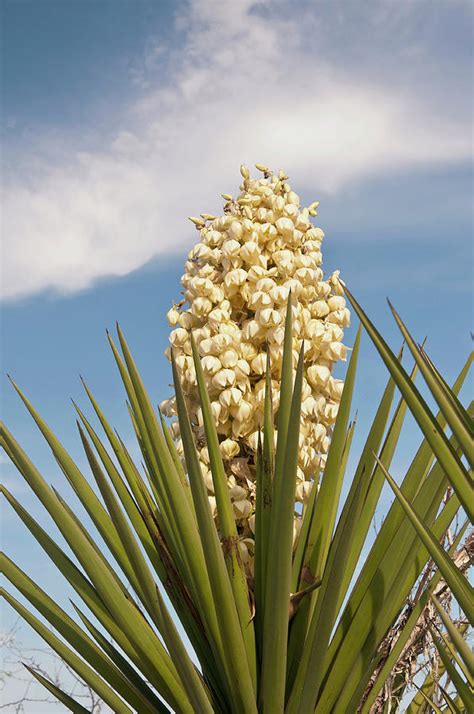 Yucca Plant In Bloom At Wildlife by Danita Delimont