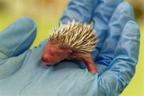 Adorable tiny baby hedgehog being cared for by the Scottish SPCA