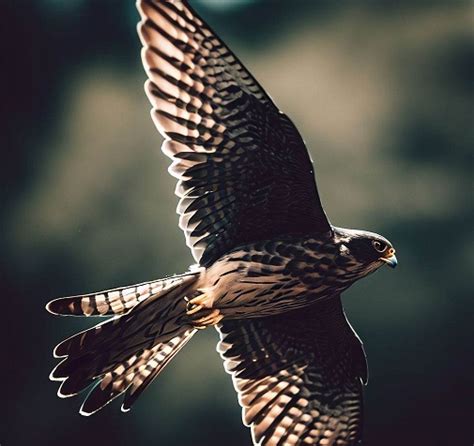 Merlin vs Kestrel: Comparing These Agile Birds of Prey