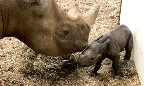 Oh Baby! Cleveland Metroparks Zoo Welcomes Newborn Rhino Calf ...