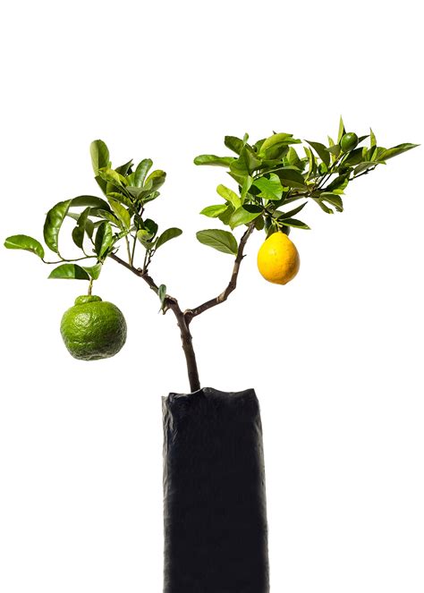 Miniature Lemon Tree Care Instructions