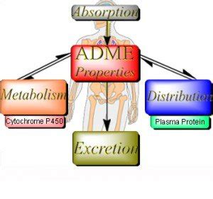 Figure showing the interplay between absorption, distribution ...