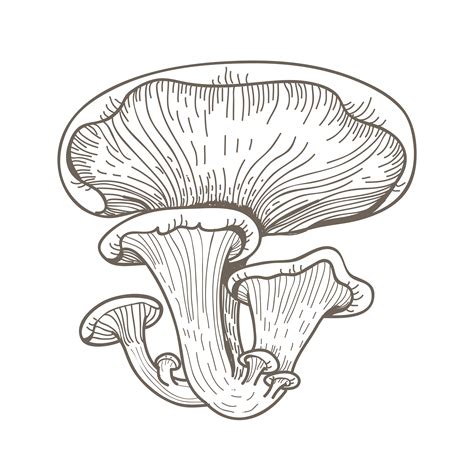 Vector of mushroom - Download Free Vectors, Clipart Graphics & Vector Art