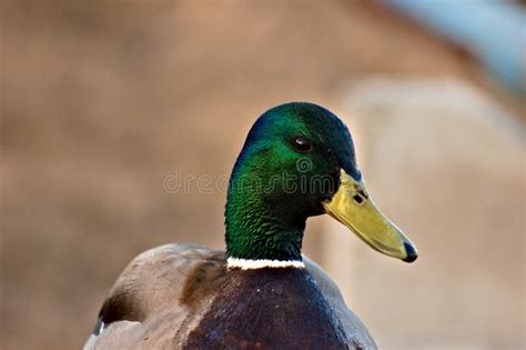 Drake. Male wild duck. stock image. Image of anas, ducks - 193757349