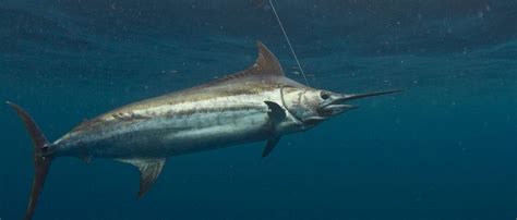 New Publication on North Atlantic Blue Marlin – International Game Fish ...