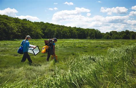 Helping wetlands survive climate change - Woodwell Climate