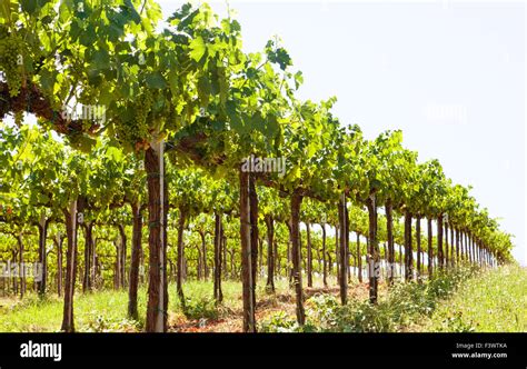 Vineyard row of vines hi-res stock photography and images - Alamy