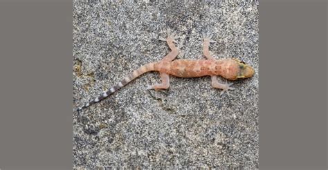 Mediterranean House Gecko Care Guide: Origin, Appearances, Diet ...