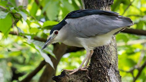 Kuala-Lumpur-Bird-Park - Explore Malaysia