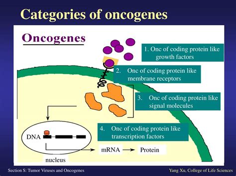 PPT - S1 Oncogenes Found in Tumor Viruses PowerPoint Presentation, free ...