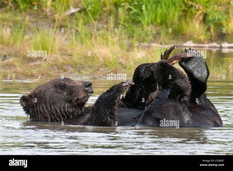 Brown bears play in a pond at the Alaska Wildlife Conservation Center, Southcentral Alaska ...