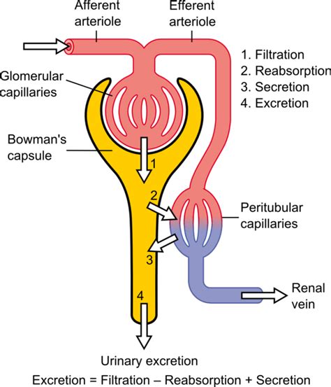 Difference Between Afferent and Efferent Arterioles | Compare the ...