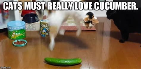 cucumber Memes & GIFs - Imgflip