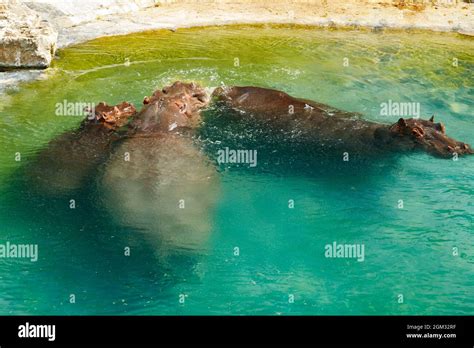 The family of hippopotamus is swimming in the pond Stock Photo - Alamy