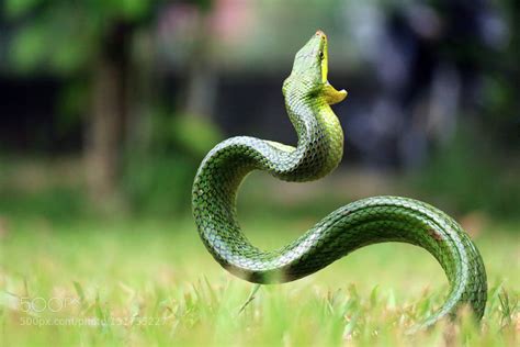 Angry Snake | Snake, Animal photography, Animals