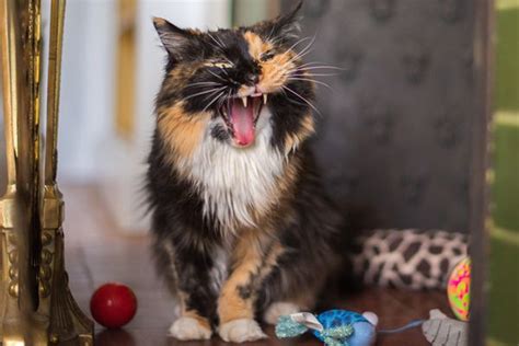 Let’s Talk Cat Growling — Why Does Your Cat Growl and How Should You React? - Catster Digital ...