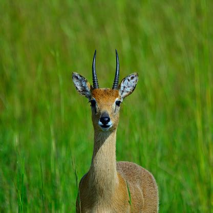 Oribi Antelope Pictures | Download Free Images on Unsplash