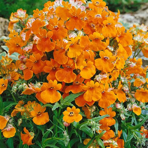 Nemesia Perennial Flower | Best Flower Site