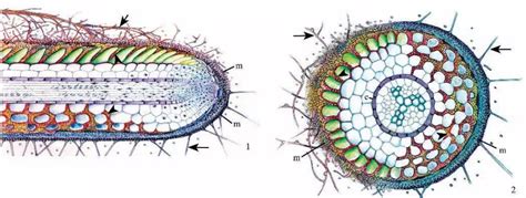 Ectomycorrhiza - Structure, Development and Functions