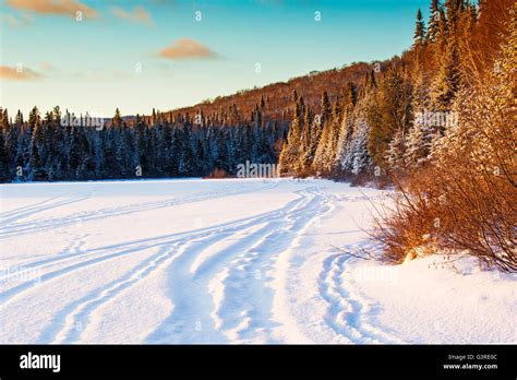 Canadian winter landscape with Fir (Abies) forest in Mont-Tremblant ...