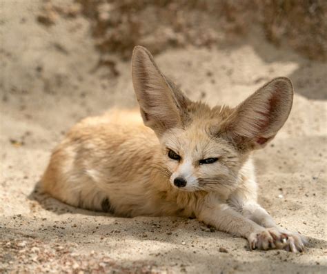 Fennec Fox - DesertUSA