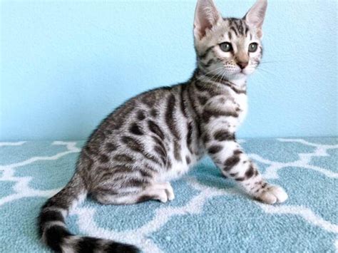 Silver Bengal Cat 101: Facts, Temperament, Care & More Info