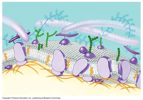 Cell Membrane - Unlabeled | Biology--Cell Structures and Processes | Pinterest | Cell membrane ...