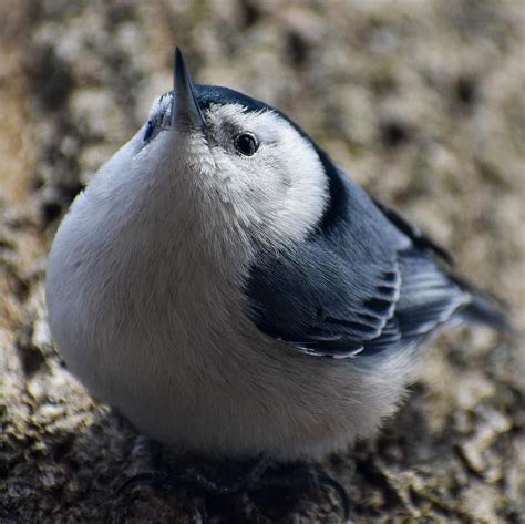 White breasted nuthatches alway make me giggle! Hamilton, Canada : birding | Nuthatch, Nuthatch ...