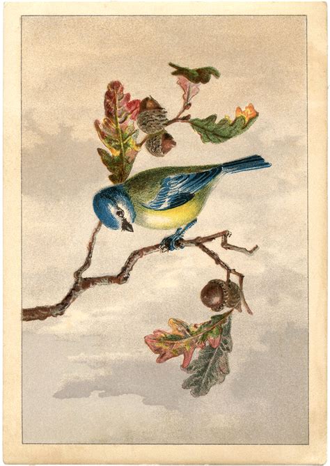 Free Vintage Bird Clip Art - Marvelous! - The Graphics Fairy