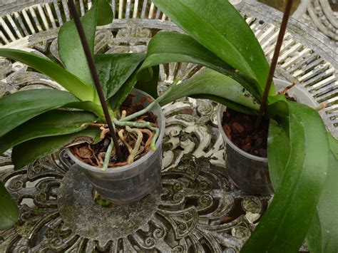 How to Repot an Orchid: 14 Steps (with Pictures) - wikiHow