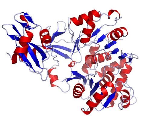 Firefly Luciferase Crystal Structure by Ramiin Herati: Luciferase is a generic term for the ...