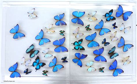 Blue butterflies flight