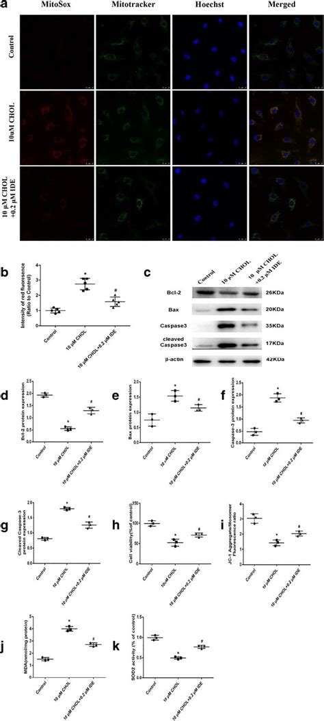 (a) Representative fluorescence image in each group by MitoSOX and ...