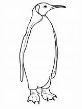 Emperor Penguin Coloring Page sketch template