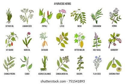 Adaptogen Herbs Hand Drawn Vector Set Stock Vector (Royalty Free) 777540544