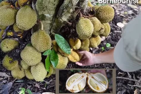 Kejutan Menikmati Durian Paling Unik di Dunia, Durian Kura-kura Asli Kalimantan Barat, Baunya ...