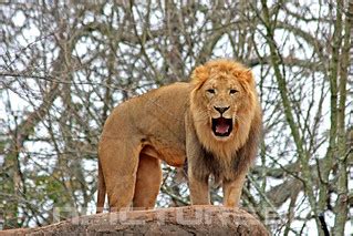 Lion King | *Photo taken at Atlanta Zoo | N. Kodama | Flickr