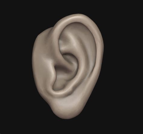 Human Ear - 3D Model by alexkovalev