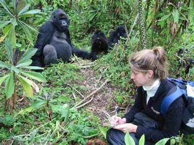 Gorilla Data Helps in Human Aging Study | Dian Fossey