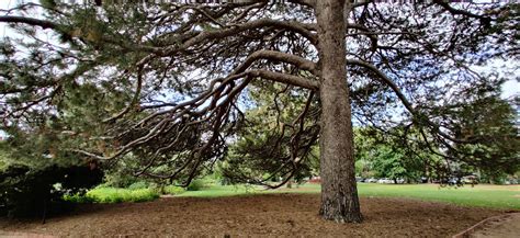 Royal Botanic Gardens Victoria & St Kilda Botanical Gardens : Melbourne ...