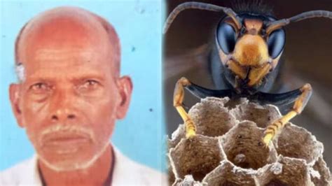 Elderly man dies of wasp sting; one person injured and undergoing treatment - KERALA - GENERAL ...