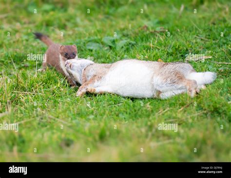 Stoat rabbit hi-res stock photography and images - Alamy