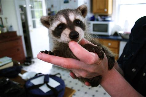 Everything You Need to Know About Baby Raccoons