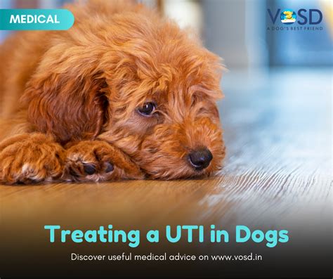 Treating a UTI in Dogs - VOSD