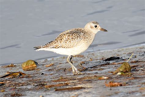 Grey Plover by Fausto Riccioni - BirdGuides