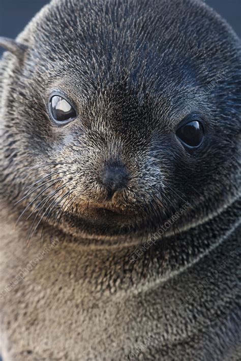 Guadalupe fur seal pup - Stock Image - C057/9761 - Science Photo Library