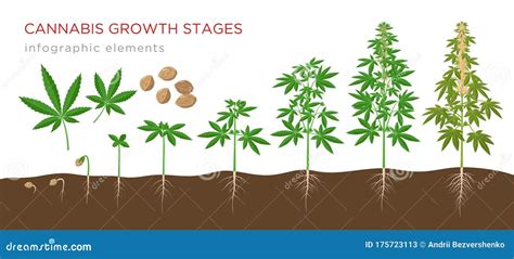 Cannabis Sativa Growth Stages from Seeds To Mature Plant with Hemp ...