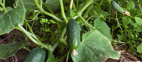 Cucumber Farming; A Lucrative Area for Investment - Soko Directory